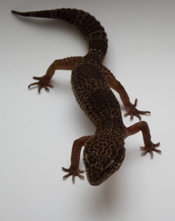 Melanistic