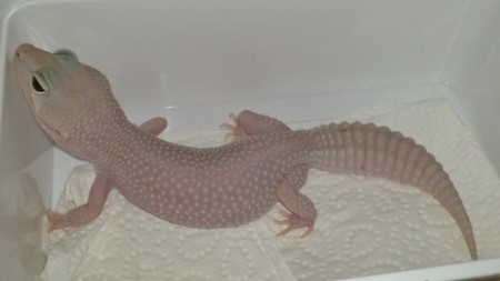 Mack Snow Blazing Blizzard - Tremper  