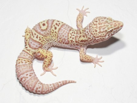 Mack Snow Albino - Bell