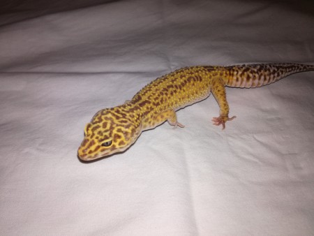 0.1 Mája - Targerine Tremper Albino Het Ember