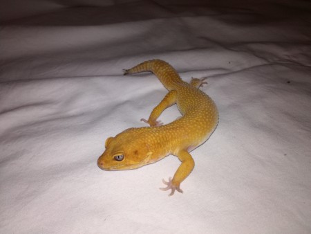 1.0 Rocky - Sunglow Electric