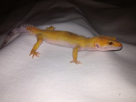 0,1 Enee -Tangerine Electric cross (WAY) (Super) Hypo Enigma 66% Het Raptor