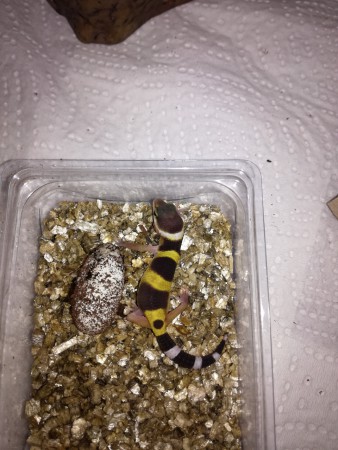Super Hypo het Albino