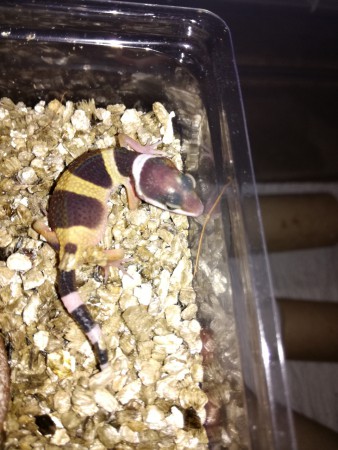 Super Hypo het Sunglow