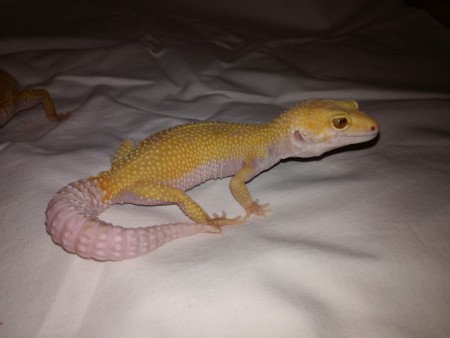 0,1 Nikee - Sunglow Tremper Enigma