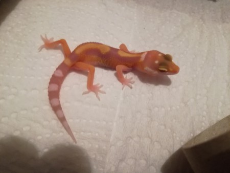 Sunglow 50% het ember