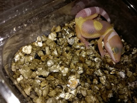 Hypo Albino