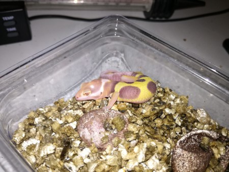 Bell Albino het Radar