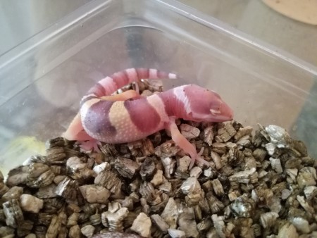 Mack Snow Bell Albino Het Radar