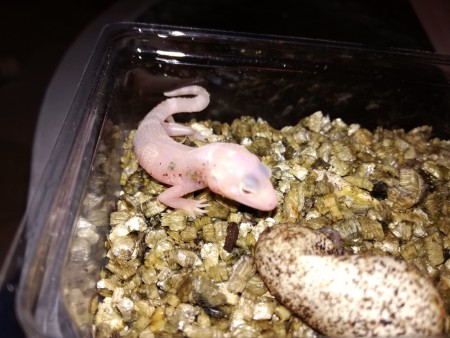 Rainwater Albino