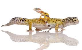 Gekončík noční (Eublepharis macularius)