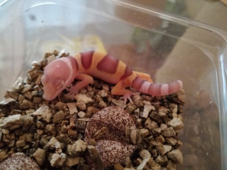 Bell Albino het Radar